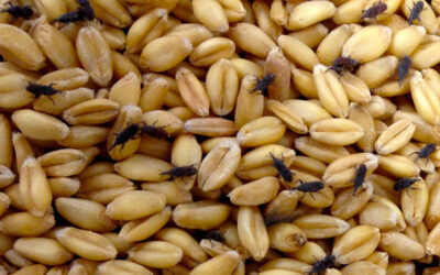 Draft for delibaration for the Practice Guide in rodent control and disinfestation businesses.