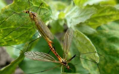 Προκήρυξη Υποτροφίας “Αθανασίου Σωτηρούδα” 2015-2016