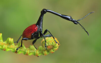 Ένα από τα πιο εντυπωσιακά έντομα του πλανήτη. (Trachelophorus gerefa)