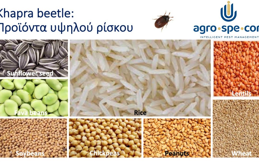 (Ελληνικά) Aπεντόμωση κατά Khapra Beetle για εξαγωγές στην Αυστραλία