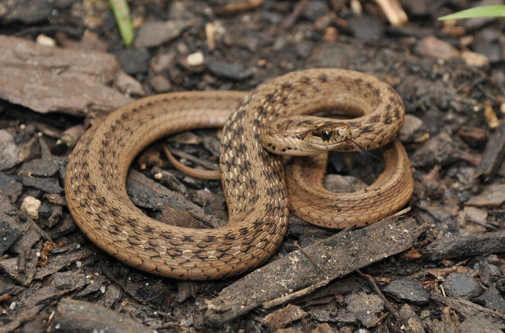 Κυκλοφορούν φίδια μέσα στο χειμώνα;