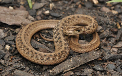 Κυκλοφορούν φίδια μέσα στο χειμώνα;
