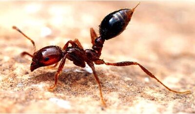 AgroSpeCom is fighting against the deadliest creatures on Earth!