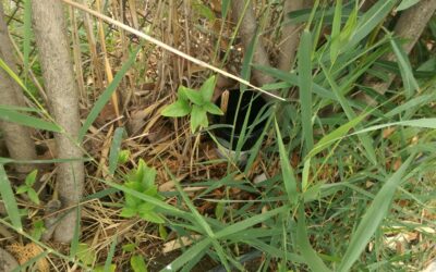 Συνεργασία AgroSpeCom με το LIFE CONOPS